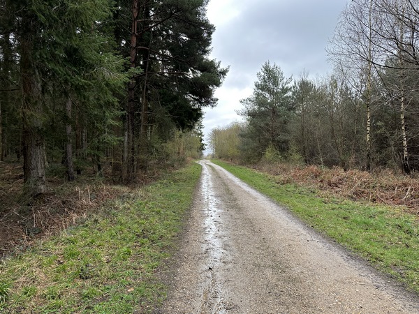 Nous suivons maintenant la route forestière du Plateau et le GR23.
