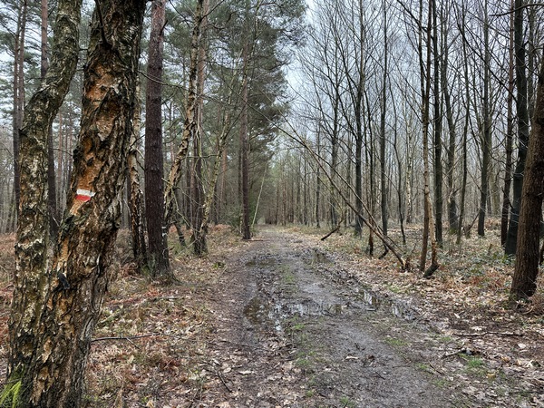 Nous quittons la route forestière, toujours sur le GR23.