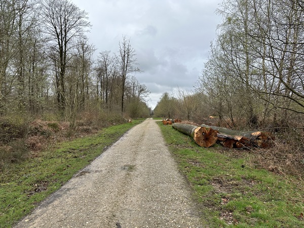 Nous quittons le GR23 et suivons la route forestière de Routot.