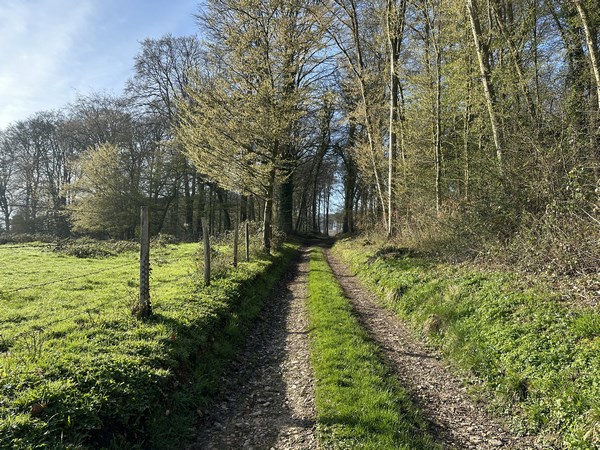 Nous quittons la route pour suivre le chemin des Charmes qui monte dans le bois de Cuverville.