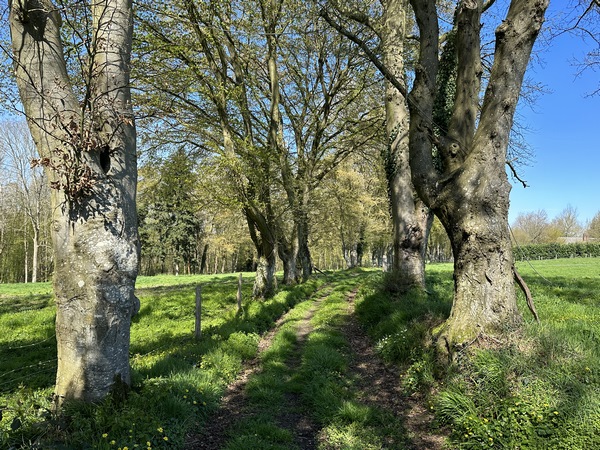 Le chemin de la Grotte se borde d'arbres en arrivant près du hameau des Broches.