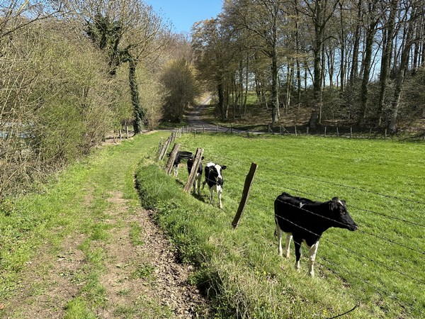 Nous avons traversé la Haye de Routot en ligne droite, et avons tourné sur ce chemin qui conduit à la forêt domaniale de Brotonne. Nous, nous continuerons tout droit, en lisière de forêt.