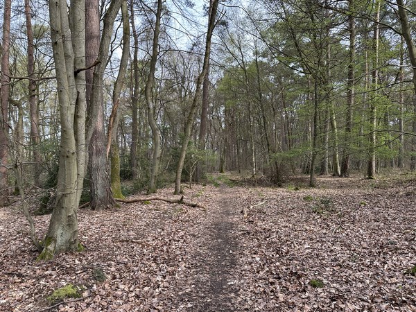 Je quitte la mare et continue sur les chemins de traverse qui serpentent entre les lignes de coupe.