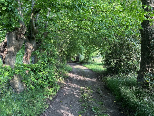 Le chemin longe les bois jusqu'à la route du Bois Sauvage.