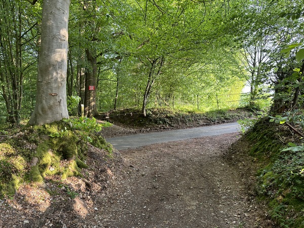 Je vais prendre la route du Bois Sauvage à gauche, et la suivre jusqu'au fond du vallon.
