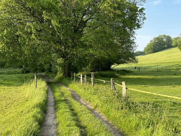 Ce très beau chemin longe le bois des Mines. Attention, il est au fond du vallon, et en période de forte pluie, il devient totalement impraticable.