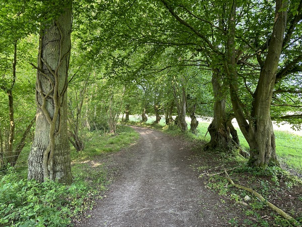 Le chemin remonte un peu avant d'arriver sur la route du Quesnay.