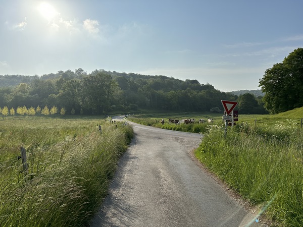 La petite route du Quesnay rejoint la D86. Je continue à gauche jusqu'au chemin qui monte dans le bois.