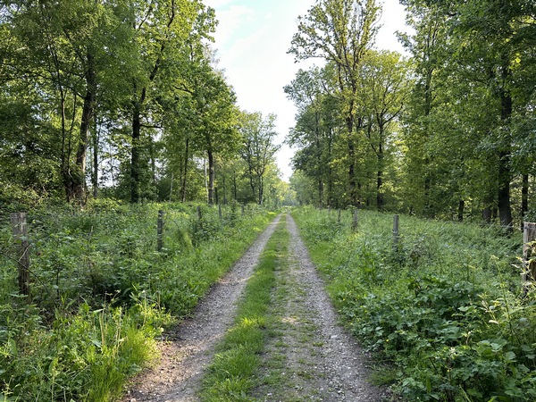 Je continue entre le bois des Mines et celui de la Carrière.
