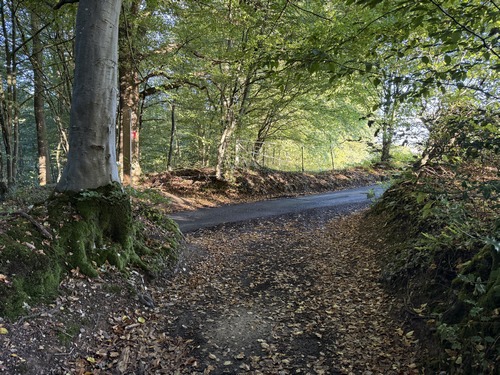 Le chemin débouche sur la route du Bois Sauvage que je vais suivre à gauche.
