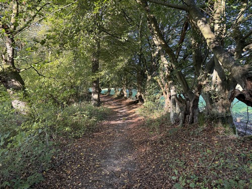 Le chemin remonte un peu avant d'arriver sur la route du Quesnay.