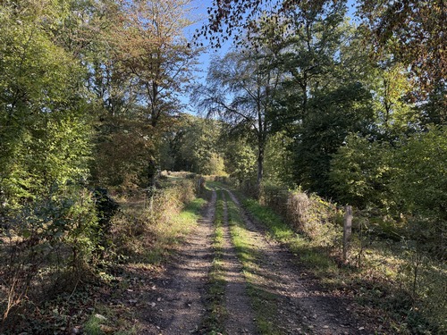 Je continue entre le bois des Mines et celui de la Carrière.