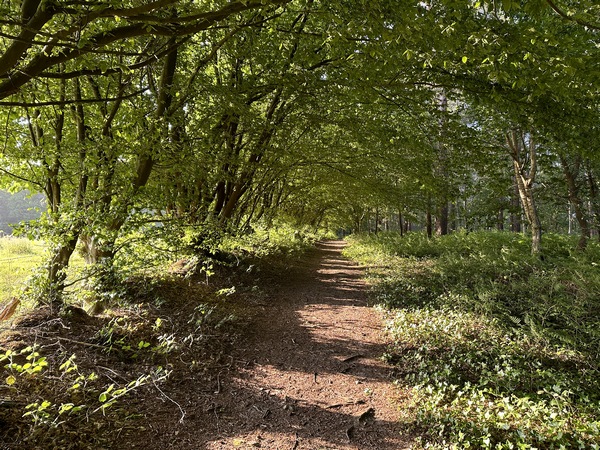 Nous suivons le sentier Saint-Nicolas en forêt domaniale de Montfort. Nous allons suivre le GR224RD jusqu'au niveau de Pont-Authou.