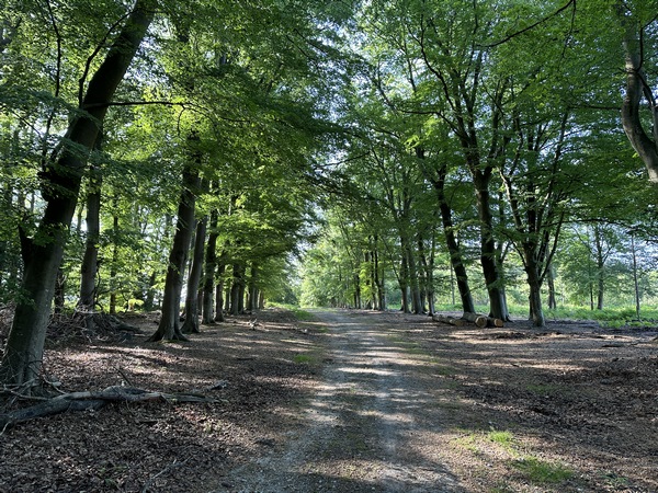Notre chemin s'élargit ici et se borde d'une double rangée de hêtres.