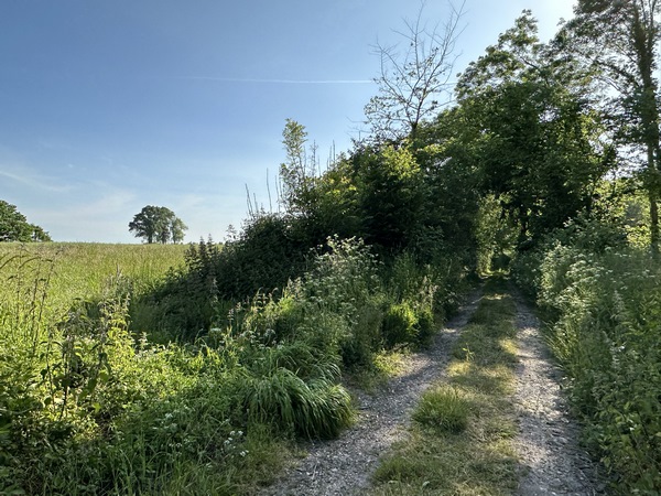 Le chemin avance entre le bois du coteau et la plaine de la Poterie.