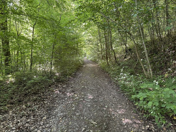 Nous quittons rapidement la Voie Verte pour monter dans le bois du Mont Mal sur cet antique chemin de liaison entre Brionne et le Bec-Hellouin.