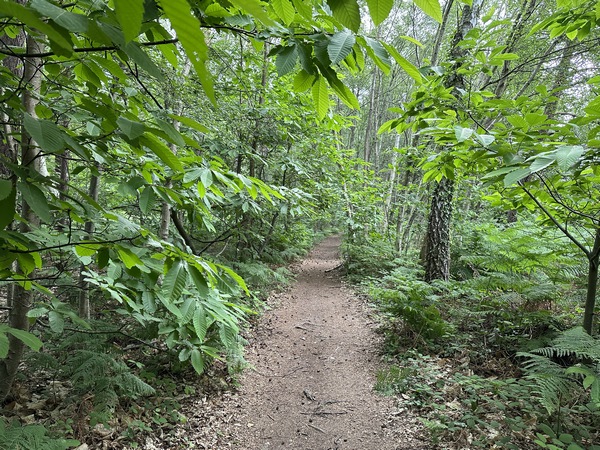 Tout de suite après la forêt, je tourne à droite pour suivre ce premier chemin. Il est charmant mais proche de la D18E qui se fait entendre.