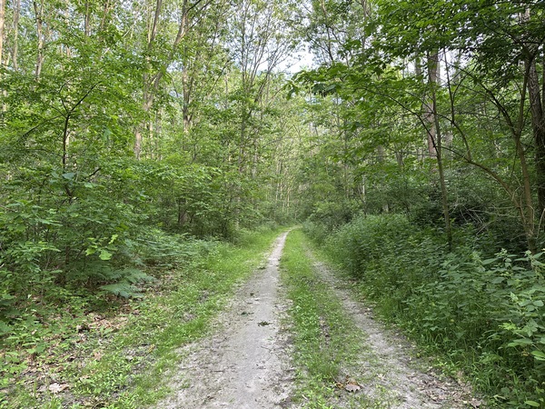 Pour ne pas rester sur une ligne de coupe rectiligne, je tourne sur différents chemins dans la zone des Carrières.