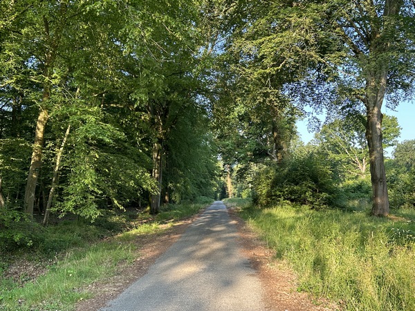 Je pars du parking de l'Etoile (D132), et commence (par erreur) par suivre la route forestière de l'Etoile.