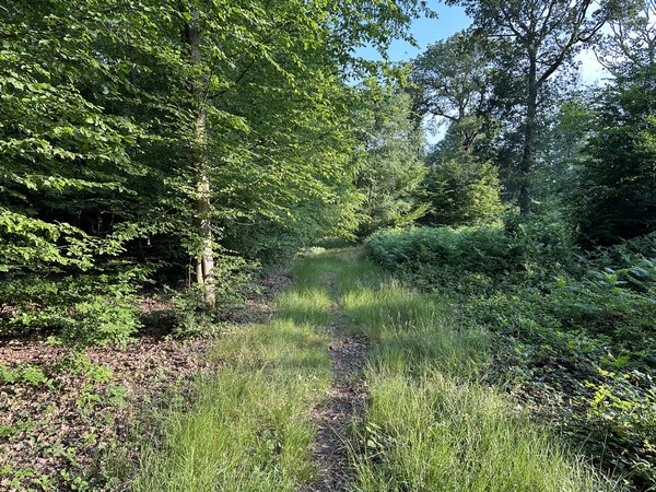 Je m'aperçois de mon erreur, et prends un chemin de coupe vers le nord.