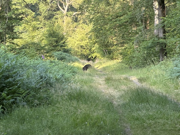 Comme souvent quand on part en forêt assez tôt le matin, on croise du monde ! Il s'agit d'une laie et son petit (voir la vidéo dans l'album de la rando).