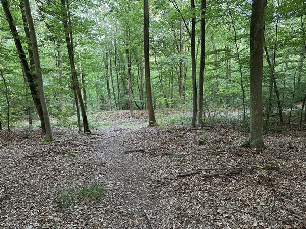 Au bout de l'Allée du Château Robert, je descends en direction du Carrefour des Viaducs.