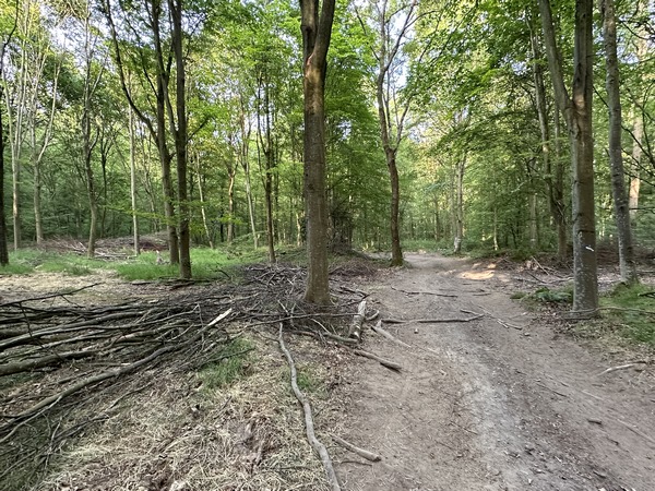 C'est ici une forêt domaniale de Seine-Maritime, les entreprises forestières laissent donc tout en l'état après leur départ. (A comparer aux forêts domaniales de l'Eure...)