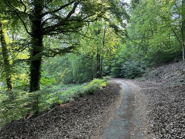 Je marche sur le chemin forestier qui longe le vallon de la D938. Cette partie du chemin est d'ailleurs l'ancêtre de la D938, si l'on en croit les cartes historiques de geoportail.