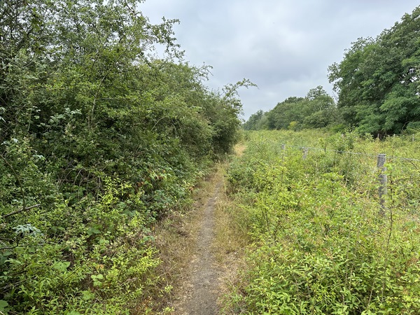 Le sentier longe la Réserve Ornithologique de la Grande Noë.