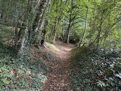 Je continue sur le coteau Ouest en suivant le GR25c dans la forêt communale de St-Martin-du-Vivier, puis celle de Fontaine-sous-Préaux.