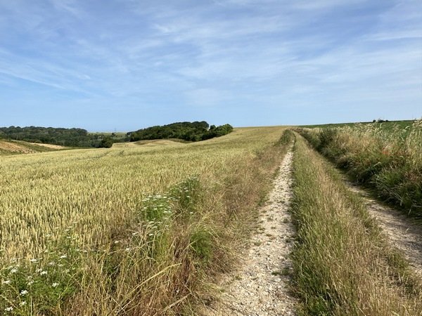 Ce chemin dans les champs nous conduit vers Canehan.
