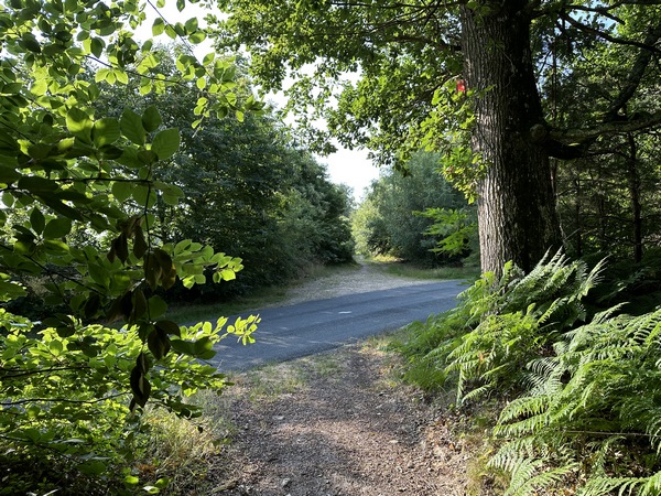 Dans le bois d'Argeronne, nous traversons la D52 et continuons en face en direction du château.