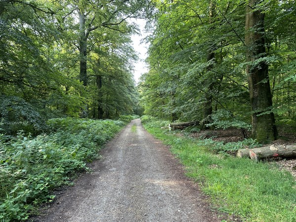 Nous continuons vers le sud dans le bois d'Argeronne.