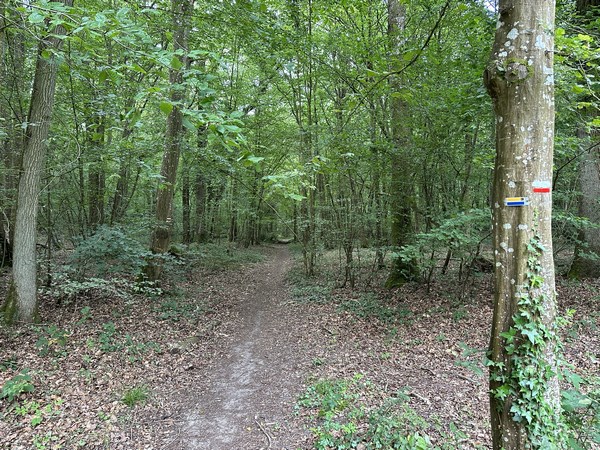 Le GR11 entre dans le massif forestier du Chesnay.