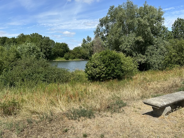 Bord de Seine en face de l'île de St-Martin-la-Garenne.