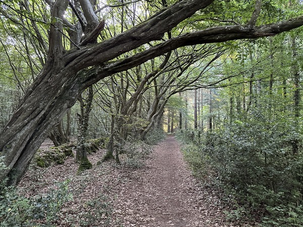 Peu après le départ, nous montons dans le bois des Parcs Fontaines par le chemin Martine.