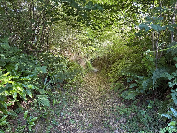 Dans la vallée, nous suivons le chemin de la Rangée Suzanne pour rejoindre la rivière.