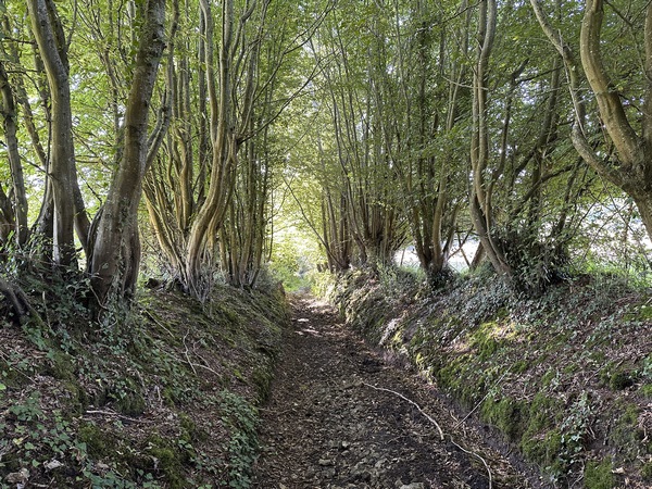 Au niveau du Camp des Pauvres, nous descendons ce chemin du Lieu Saulnier, en direction du Douet Margot.