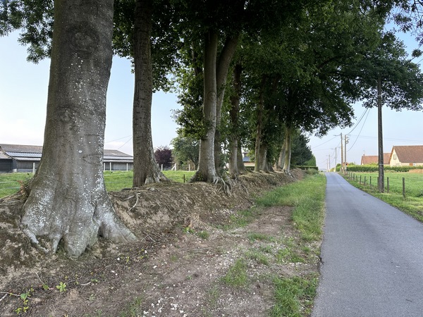Nous tournons sur la rue des Chardonnerets, le long des vestiges d'un clos masure typique du Pays de Caux. Celui-ci est planté de frênes et de chênes.