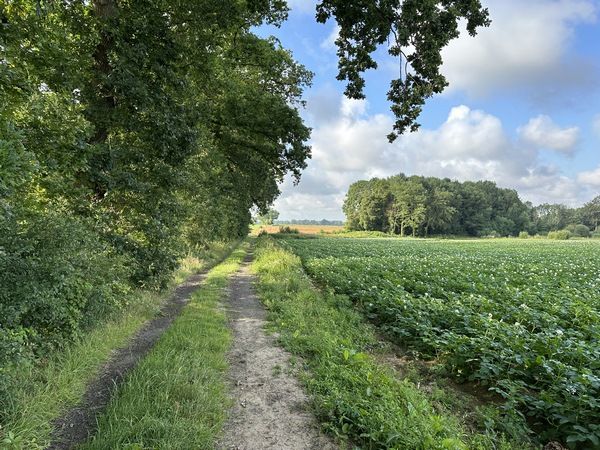 Nous sommes toujours sur le long et agréable chemin de Hongrie aux Mares, frontière entre Motteville et St-Martin-aux-Arbres.
