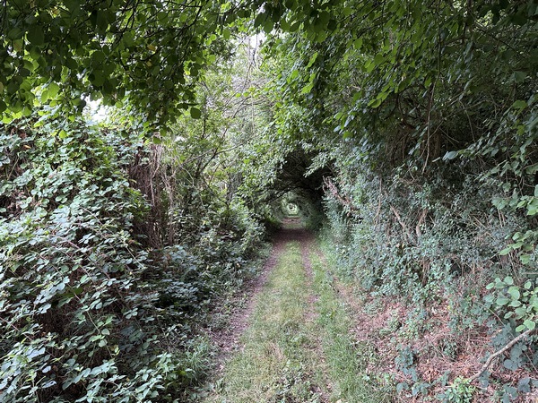 Le chemin longe le bois qui nous fait ici un tunnel de verdure.