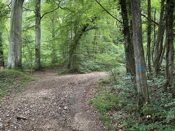 Nous entrons dans le bois et suivons le balisage bleu pour monter vers le château du Bois-Héroult.