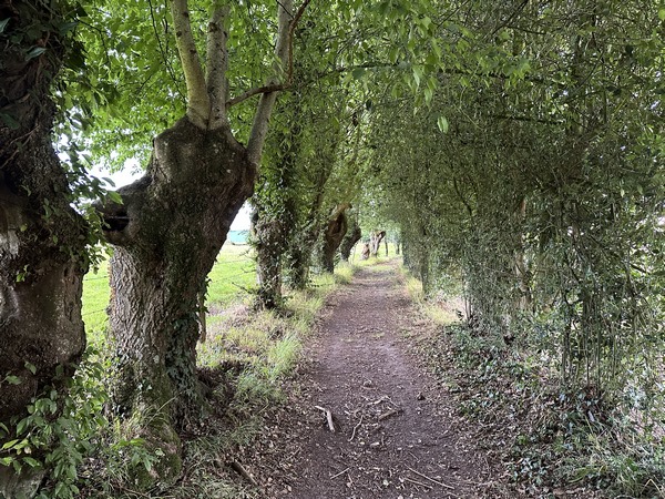 Un peu plus loin, nous rejoignons le Chemin des Amoureux, bordé d'anciens arbres têtards. Fréquents à proximité des bourgs, ces arbres étaient taillés régulièrement pour fournir bois et fourrage.