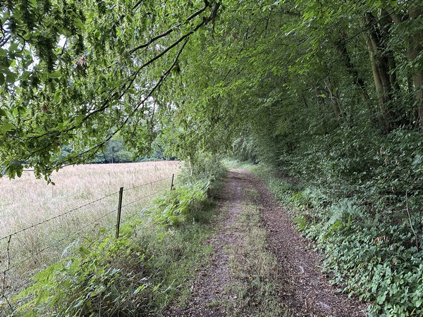 Nous entrons dans le bois qui borde le manoir, et descendons vers la Bertouderie.