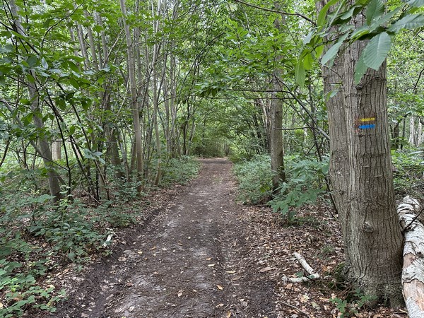 Nous entrons à nouveau dans les bois. Notre chemin nous conduit droit vers le bourg d'Ecaquelon.