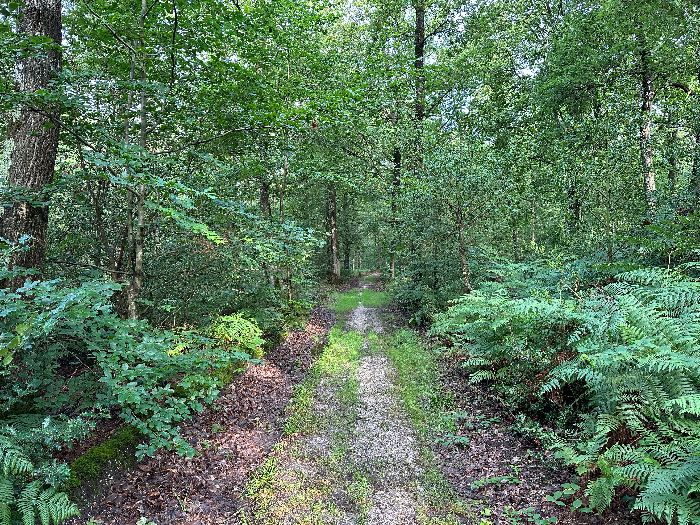 Nous faisons un petit tour en forêt et reprenons la direction de la Saussaye.