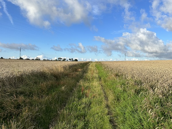 Nous sortons d'Ypreville par l'impasse des Celliers, qui se prolonge en chemin entre les champs de céréales.