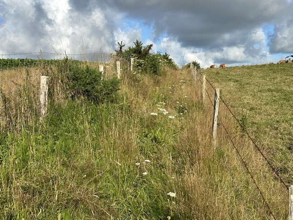 Attention, sur la dernière partie du chemin de la plaine de Bondeville, les hautes herbes cachent de profondes ornières.