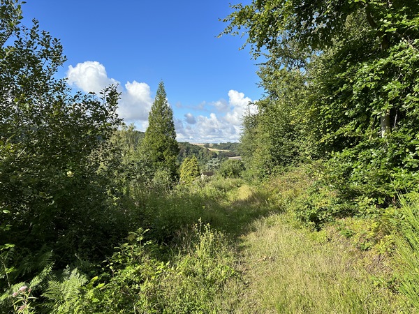 Le chemin nous guide dans le bois au-dessus de Colleville.