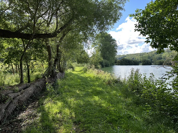 Nous longeons un saule dont l'une des branches maîtresses pousse à l'horizontal, le long du chemin.